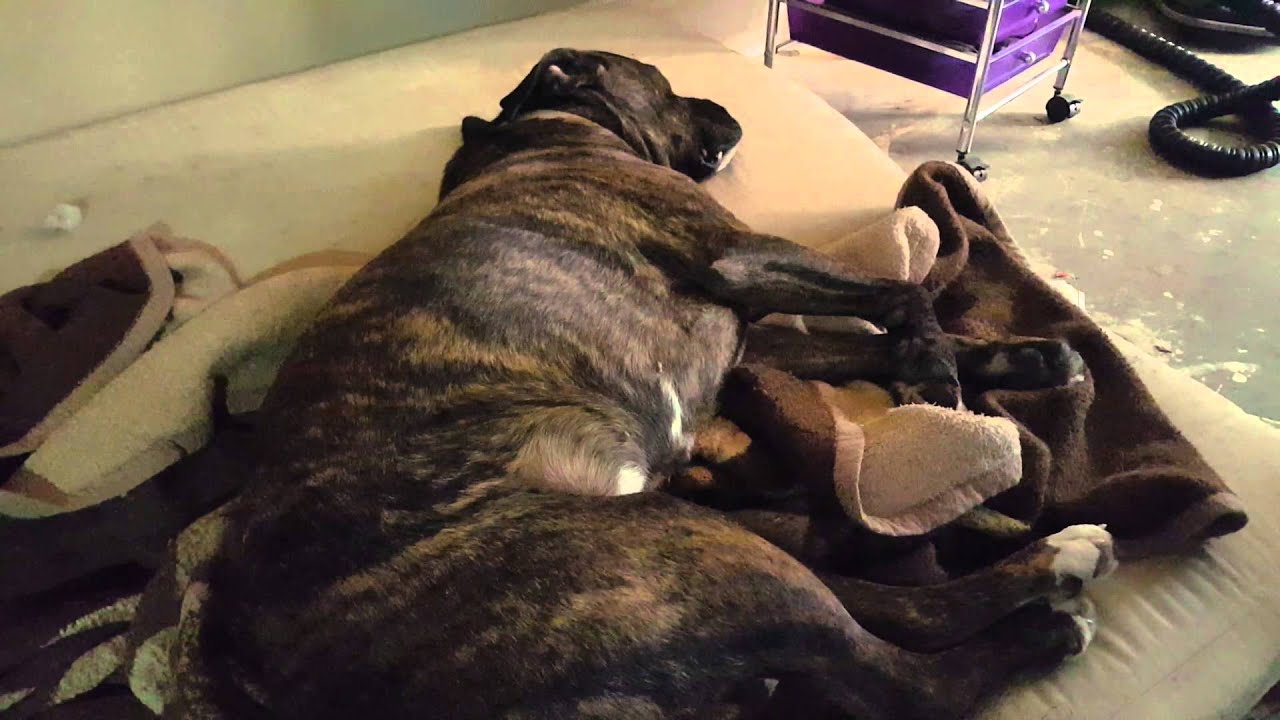 Cane Corso snoring - YouTube