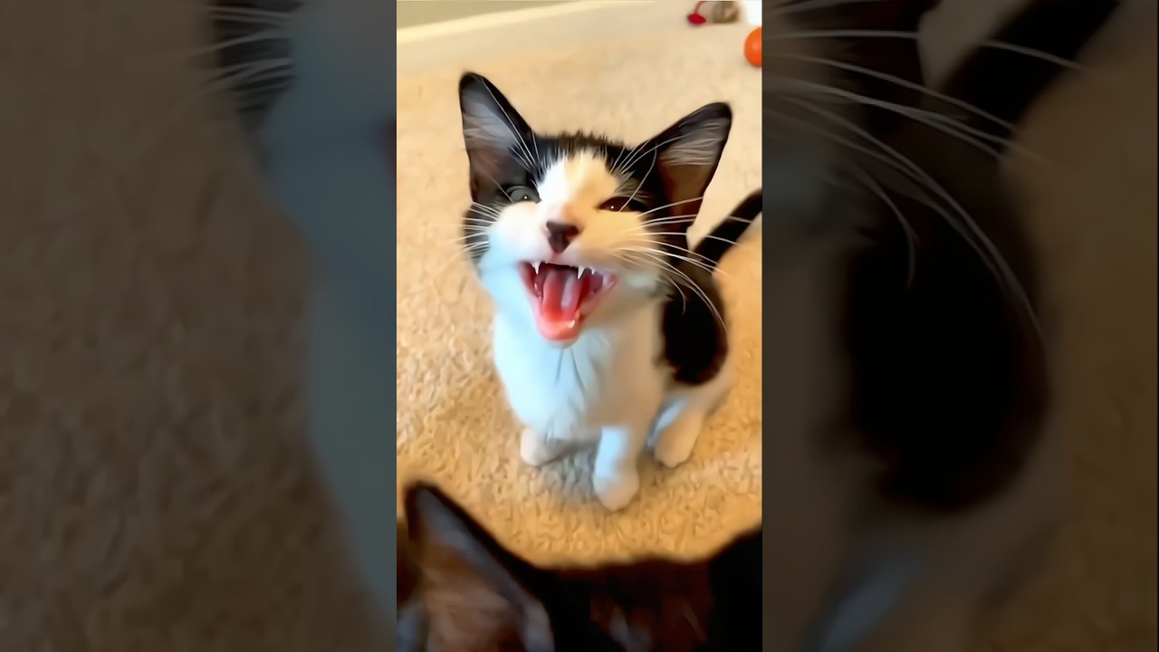 “When Your Cat Has Too Much Energy 😅”