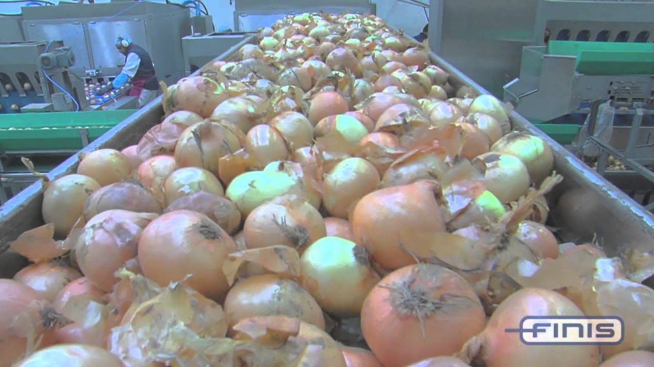 Finis onion processing and peeling