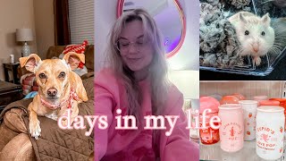 CHRONIC ILLNESS VLOG | huge life/school updates, adopting a pet hamster & hobby lobby haul!