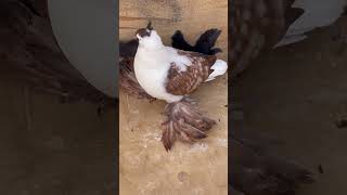 Young Pigeon Of The Type  Swallow  Saxon