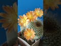 Rebutia. #ukraine #cactus #succulent #flowers