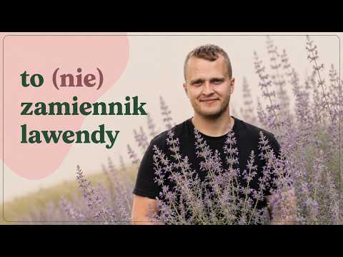 Perovskia - Is it really a hit or an overrated plant?