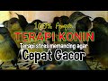 terapi konin gacor