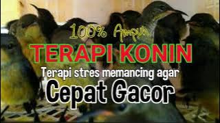 terapi konin gacor