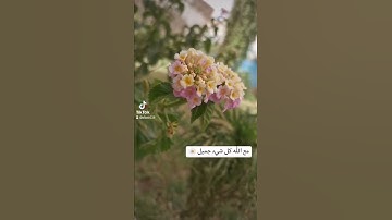 محمد الليثى.    #القرآن_الكريم #quran #يوتيوب #explore#فيديو#العراق#مصر#ترند#تلاوات