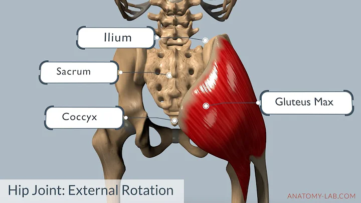Understanding Hip External Rotation: Anatomy, Muscles, and Movement Explained
