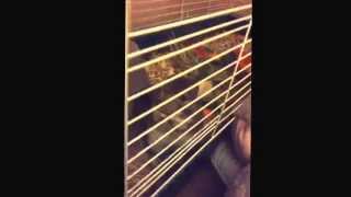 My Sisters Cute Chinchilla