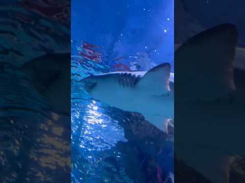 „🌊🐠 Tropicarium Budapesta: