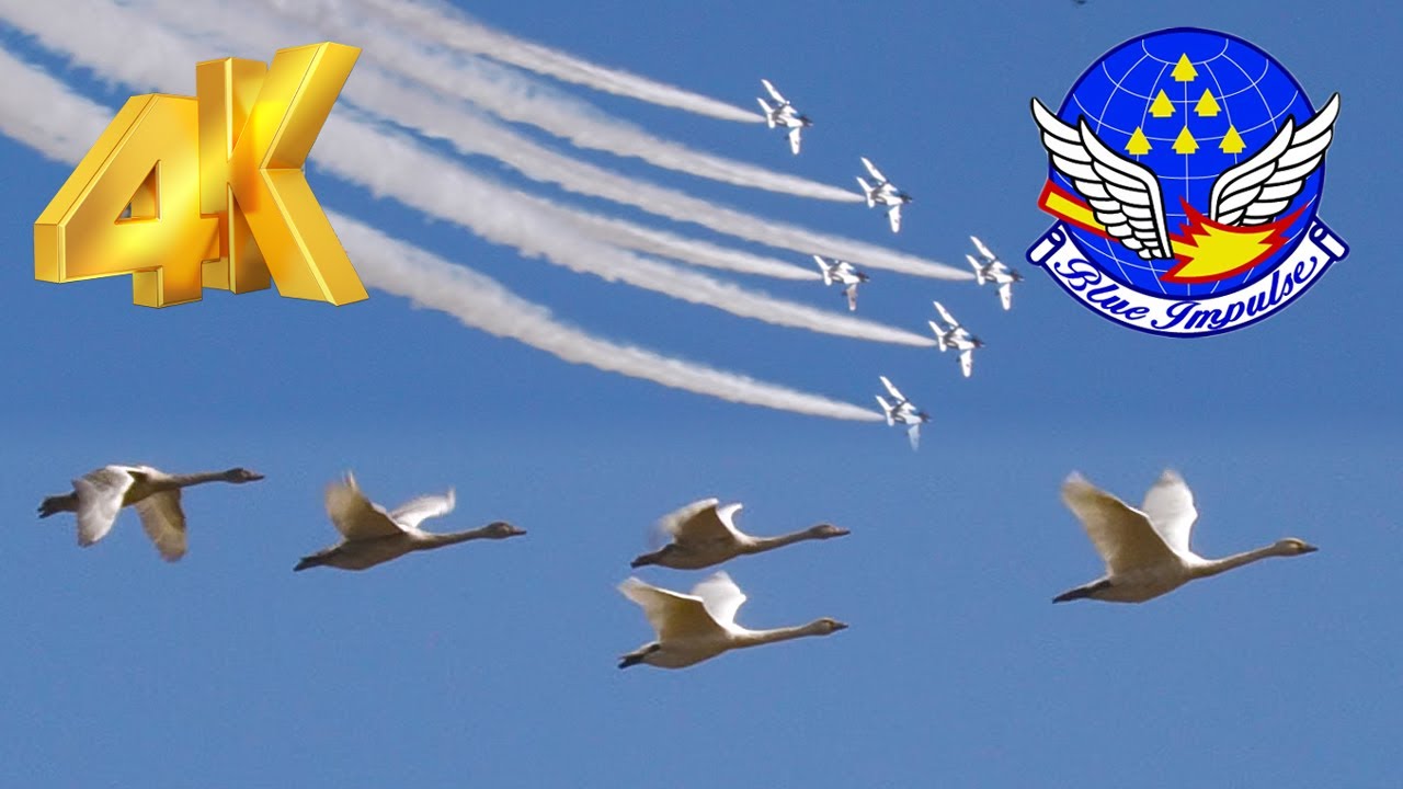 4K] ブルーインパルス白鳥とともに舞う! 庄内空港開港30周年記念展示