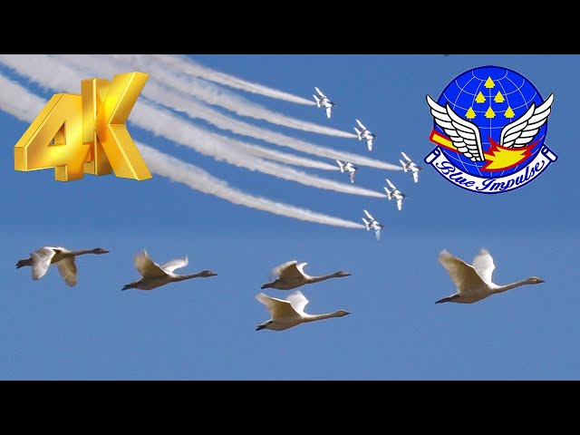 4K] ブルーインパルス白鳥とともに舞う! 庄内空港開港30周年記念展示
