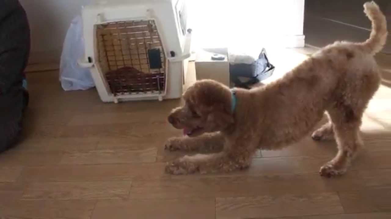 犬のしつけ教室 無駄吠え 興奮 トイプードル 静岡県浜松市 ドッグトレーニング Youtube