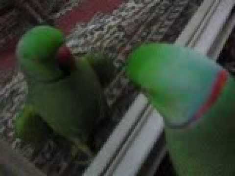 AMU TARANA sung by Rocky The Parrot 3