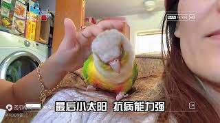 鸚鵡介紹小太陽