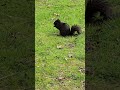 squirrel came by me looking for peanuts toronto canada apr 2026