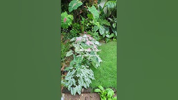 Colorful Caladium Collection for Your mini tropical Jungle! (2024)