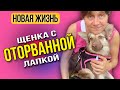 Щенок с оторванной лапкой больше не сирота | Новая жизнь Лисички