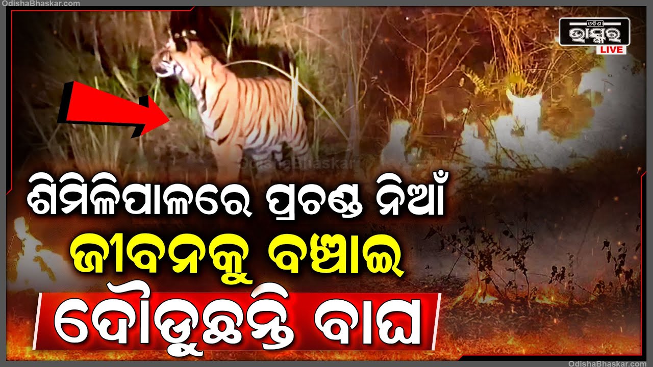 ଶିମିଳିପାଳରେ ଲାଗିଛି ପ୍ରଚଣ୍ଡ ନିଆଁ, ଜଙ୍ଗଲରେ ଜୀବନ ବଞ୍ଚାଇବାକୁ ଏଣେ ତେଣେ ଦଉଡ଼ୁଛନ୍ତି ବାଘ