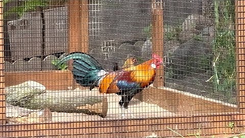 One of The Best Red Jungle Fowl Hybrids Ever in America | Qaib Qus Txuam Tsoov Zoo Nraug Heev 