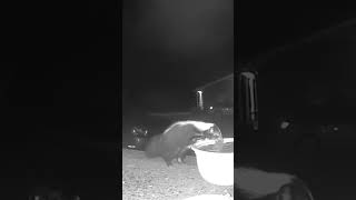 Look At My Gorgeous Skunk Queen