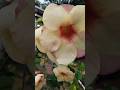 #beautiful flowers #short video