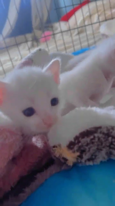 #kucing #kucinglucu #fyp