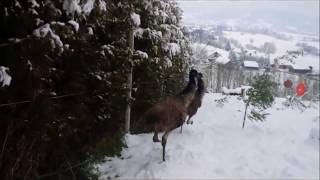 Emu in Winter 2018, Slovenia by Mefi 100 144 views 6 years ago 1 minute, 39 seconds