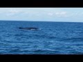 Fin whale watching in Maine