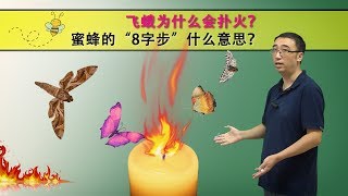 飞蛾为什么会扑火？蜜蜂为什么要跳“8字舞”？李永乐老师8分钟告诉你