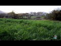 ياللي زرعتوا البرتقال