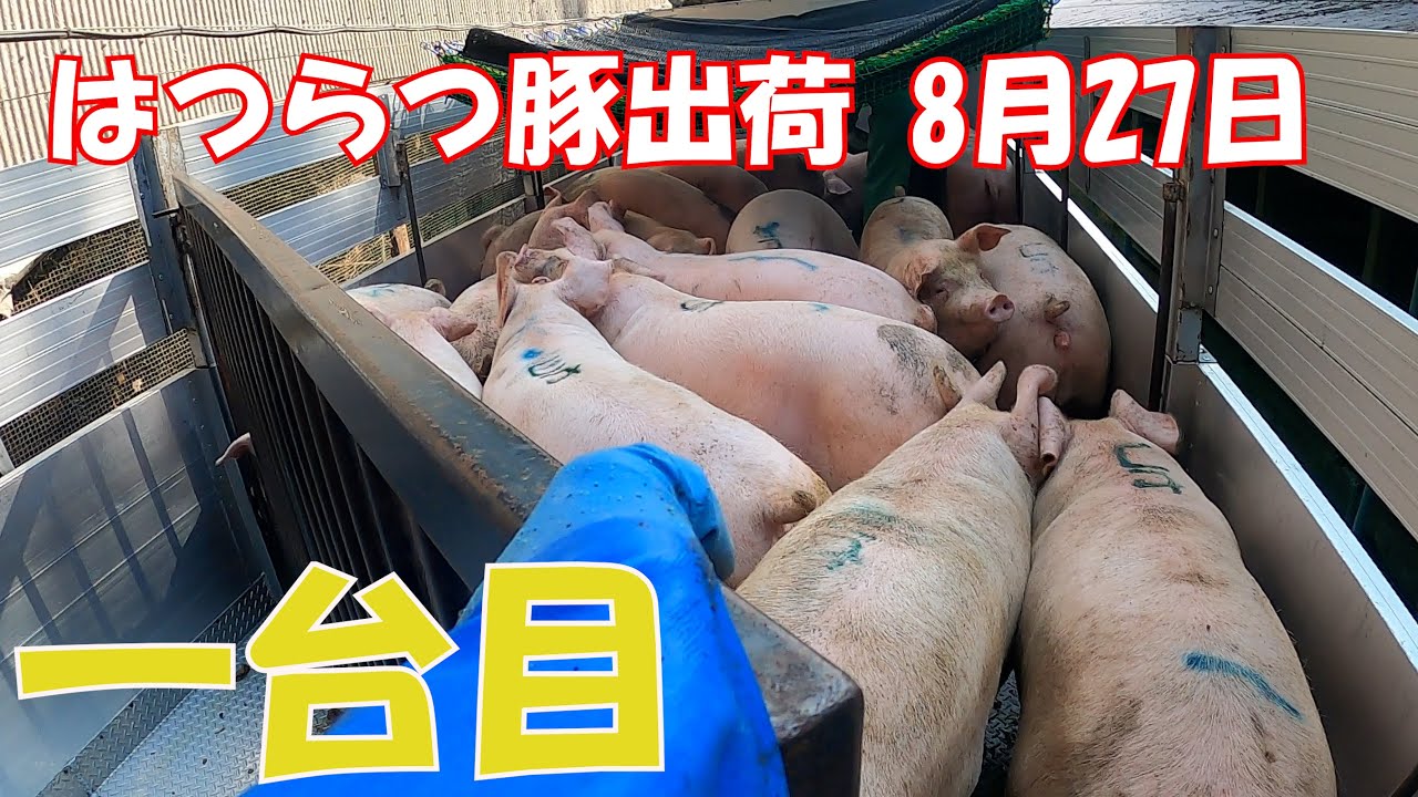 はつらつ豚出荷　8月27日　一台目　Ship the pigs.