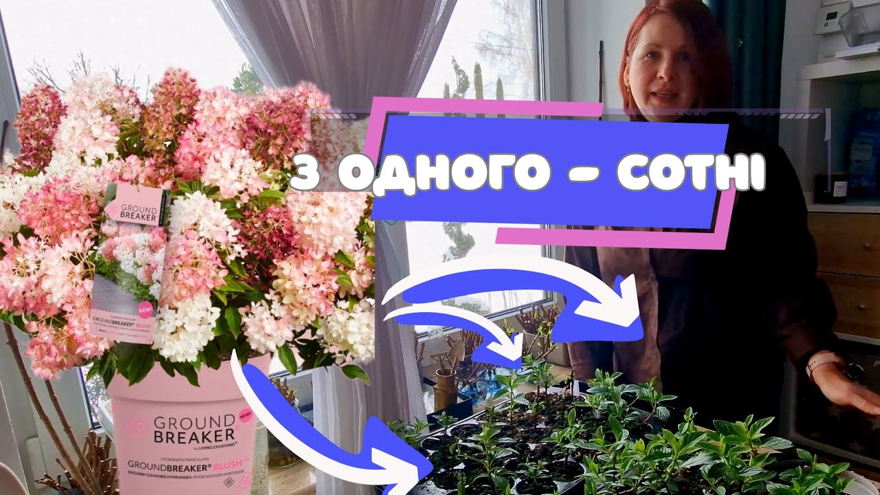Размножение нового сорта гортензии Как получить больше саженцев. Гортензия Groundbraker blush