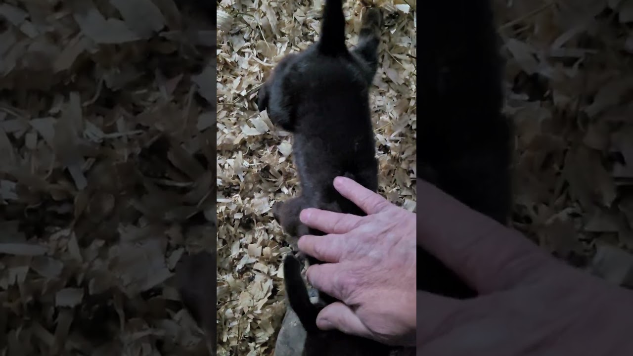 Baby goats living large