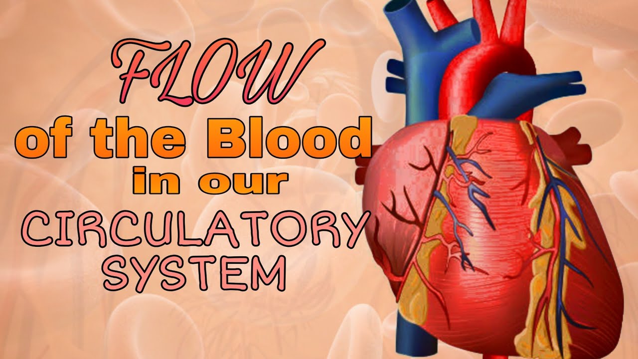 Flow of the Blood in our Circulatory System - YouTube