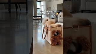Kommentiere „Woof“ für den Link 👜🐶 #hund #tasche