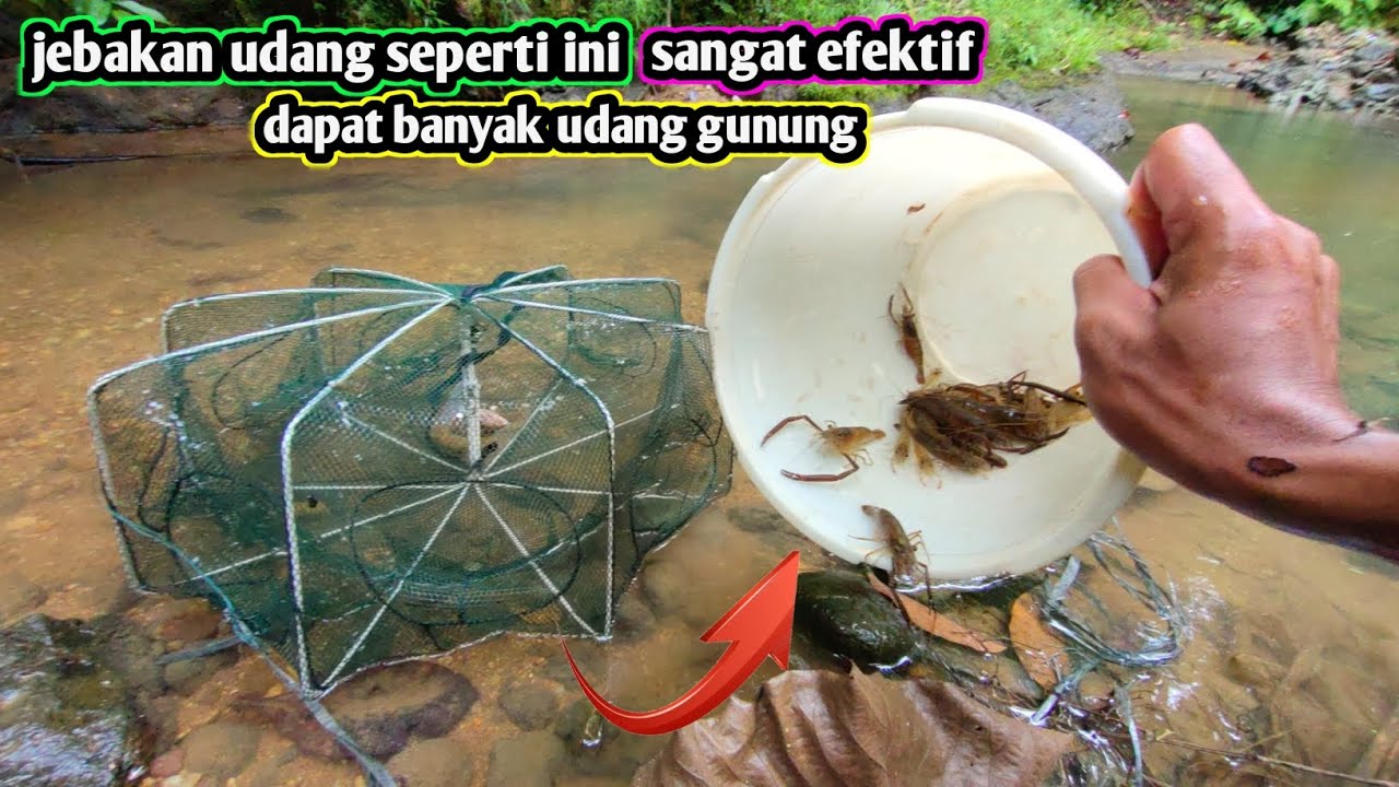Jebakan udang disungai 