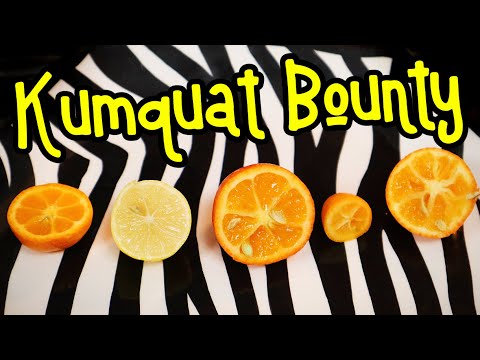 KUMQUATS - Comparing Limequats! Mandarinquats! Orangequats! And More!- Weird Fruit Explorer