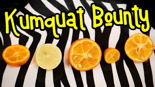 Kumquats - Comparing Limequats Mandarinquats Orangequats And More- Weird Fruit Explorer