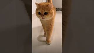 Download Lagu Kucing Oyen Yang Lucu 😻 #cat #oyenlucu #catshorts #kucinglucu #oyenbesar MP3