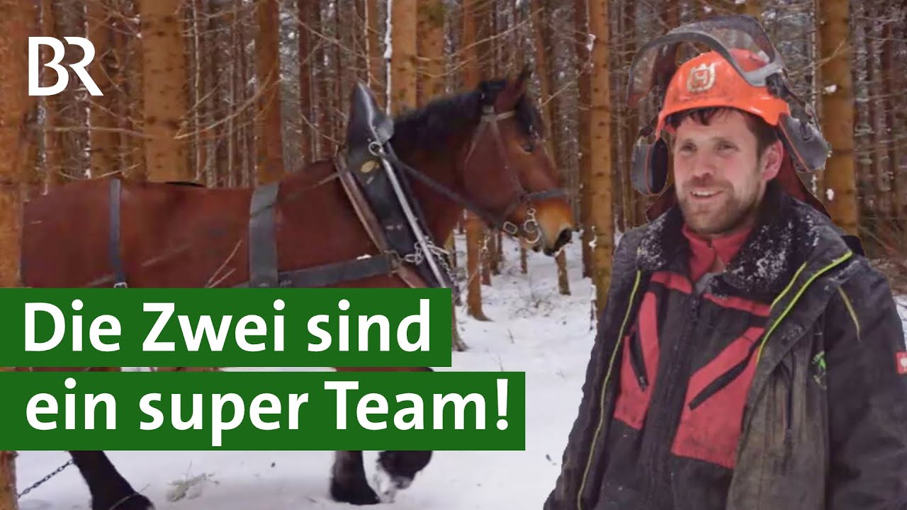 Teamwork: Ackern und Holzrücken mit Pferd statt mit Maschinen | Alpe | Unser Land | BR
