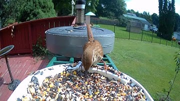 HARYMOR Smart Bird Feeder with Camera