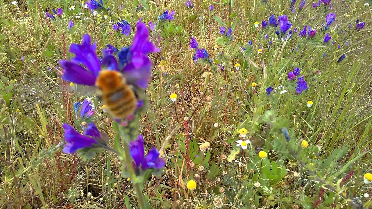 Rare bumblebee visiting flowers for their nectar.