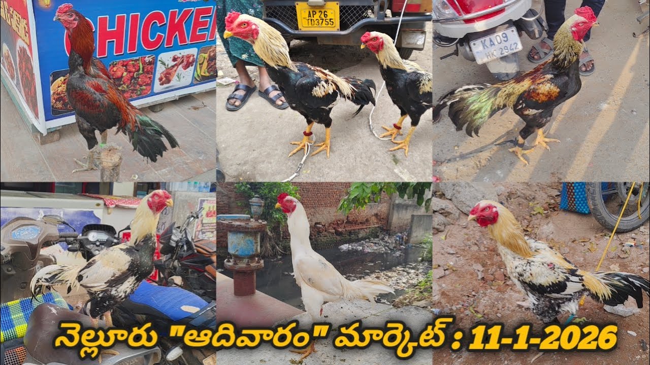 నెల్లూరు 