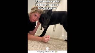 Goofy Belgian Malinois clips ?? #malinois #funnydog