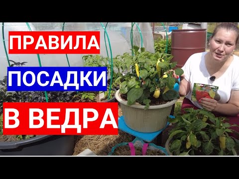 Хотите вырастить томаты в ведре или контейнере - не сомневайтесь! 5 золотых правил