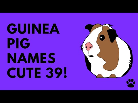 Video: How To Name A Boy's Guinea Pig