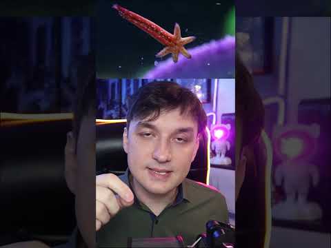 Морская звезда