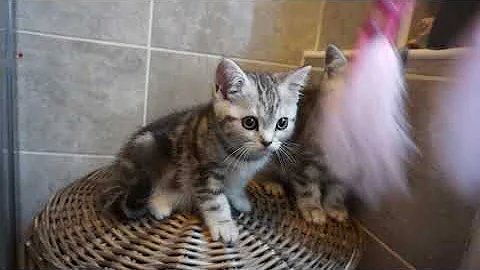 Watch the video about British Shorthair Classic Black Silver Tabby Kittens