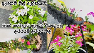ටික ටික හැඩවෙන මගේ ගෙමිදුල #my little garden ස්වභාදහමේ ආශිර්වාද! 🌹🌷🥰❤️ lifewithdinu official