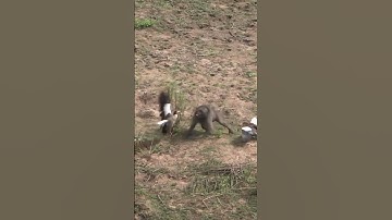 Monkey attacked and eat the Ducks #shorts #monkey #duck